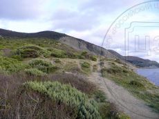 Juniperus-excelsa_стация